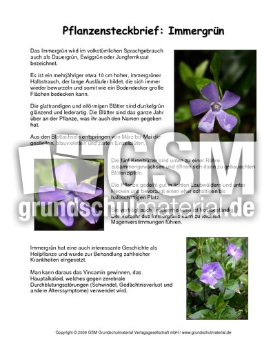 Steckbrief-Immergrün.pdf
